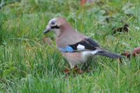 Garrulus glandarius