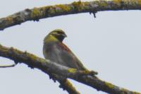Emberiza cirlus