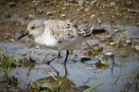 Calidris minuta