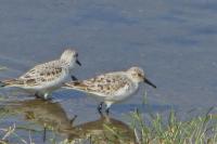 Calidris minuta