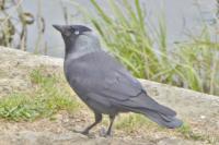 Corvus monedula