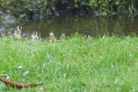 Carduelis carduelis