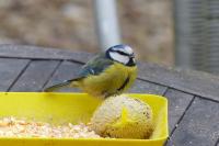 Cyanistes caeruleus