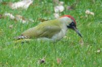 Picus viridis