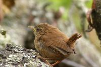 Troglodytes troglodytes