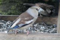 Coccothraustes coccothraustes
