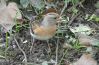 Fringilla montifringilla