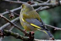 Chloris chloris