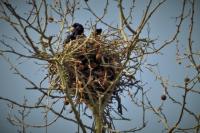 Corvus frugilegus