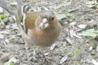Fringilla coelebs