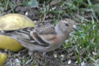 Fringilla montifringilla