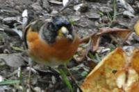 Fringilla montifringilla