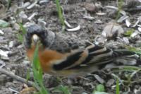 Fringilla montifringilla