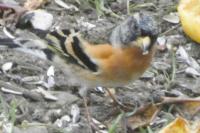 Fringilla montifringilla