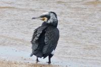 Phalacrocorax carbo