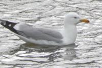Larus michahellis