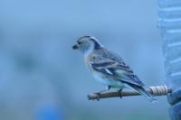 Fringilla montifringilla