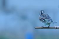 Fringilla montifringilla