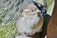Passer domesticus