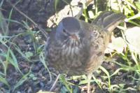 Turdus merula