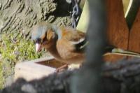 Fringilla coelebs
