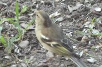 Fringilla coelebs
