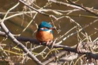Alcedo atthis