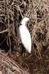 Egretta garzetta