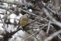 Emberiza cirlus