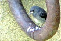 Phoenicurus ochruros