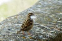 Passer domesticus
