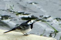 Motacilla alba