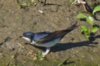 Delichon urbicum