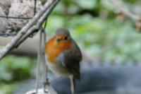 Erithacus rubecula