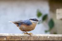 Sitta europaea