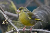 Chloris chloris