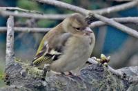 Fringilla coelebs