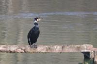 Phalacrocorax carbo