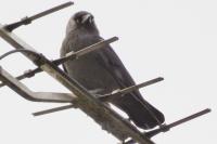 Corvus monedula