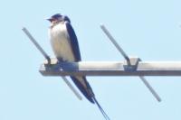 Hirundo rustica