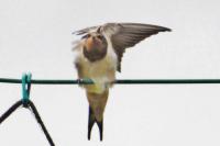 Hirundo rustica