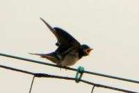 Hirundo rustica