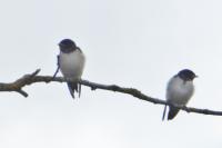 Hirundo rustica