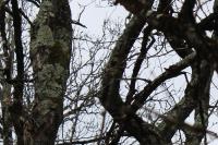 Lophophanes cristatus