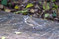 Lophophanes cristatus