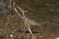 Charadrius dubius