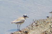 Charadrius dubius