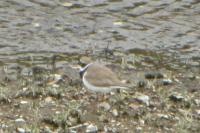 Charadrius dubius