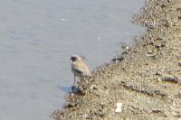 Charadrius dubius