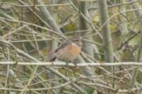 Saxicola rubicola